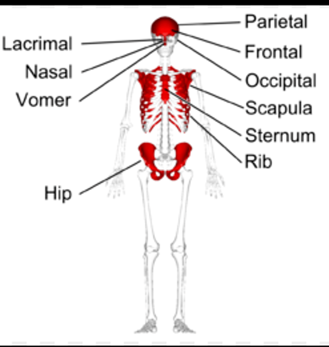 <p>flab bones can protect organs, like the flat bones that protect the brain.</p>