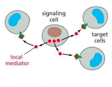 <p><span>released by a cell to act as a local mediator for nearby cells</span></p>