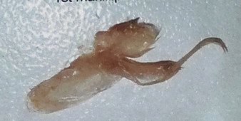 <p>what is this </p>