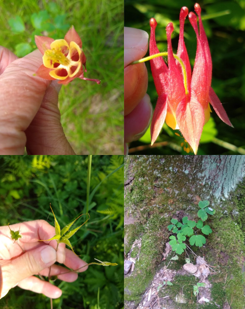 <p><em>Aquilegia canadensis</em></p>
