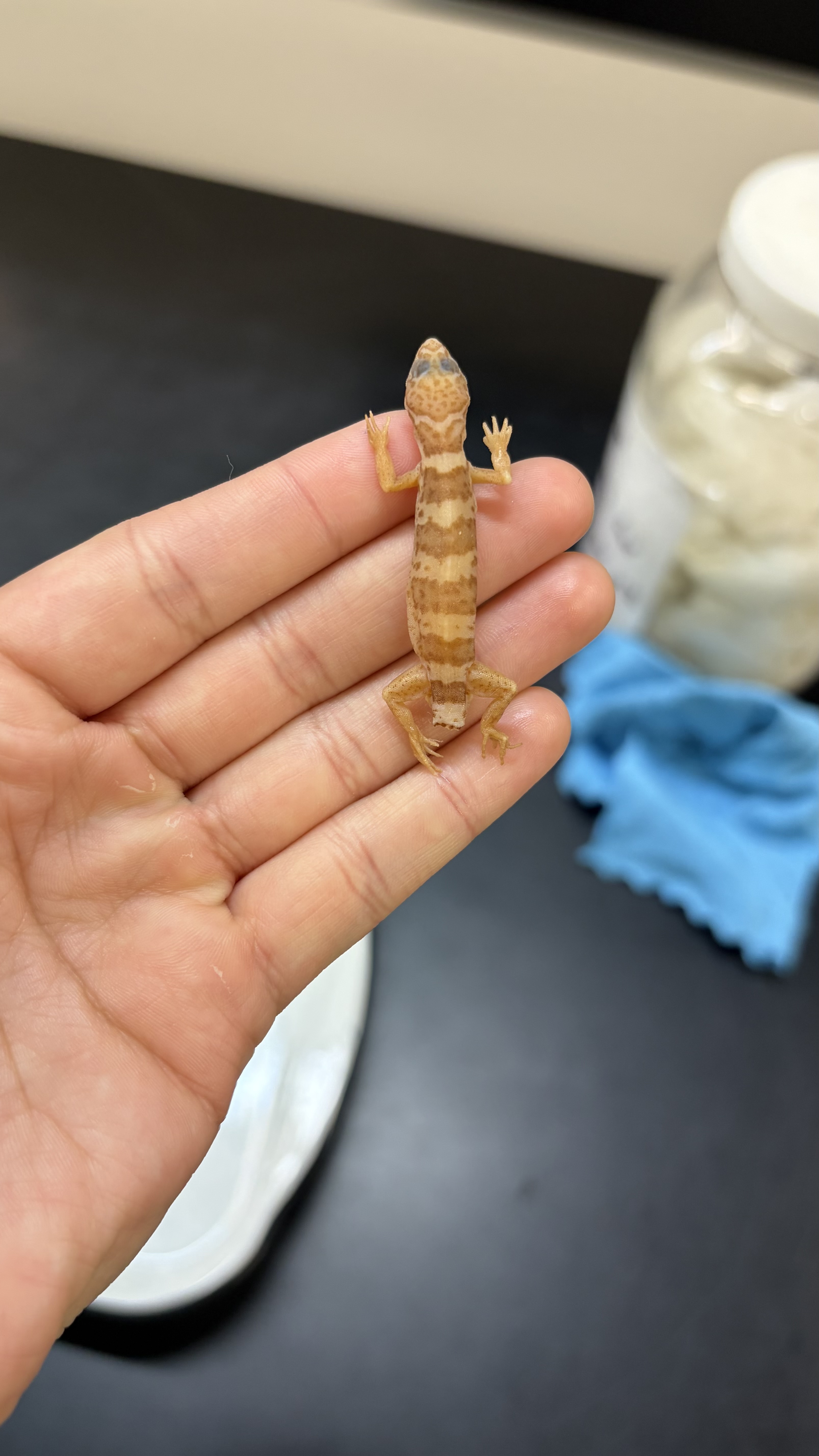 <ul><li><p>pre-anal pores—> use magnifying glass</p></li><li><p>like the common gecko you see in your backyard</p></li></ul><p></p>