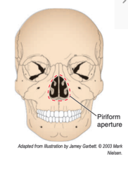 <p>another bony aperture called the piriform aperture</p>