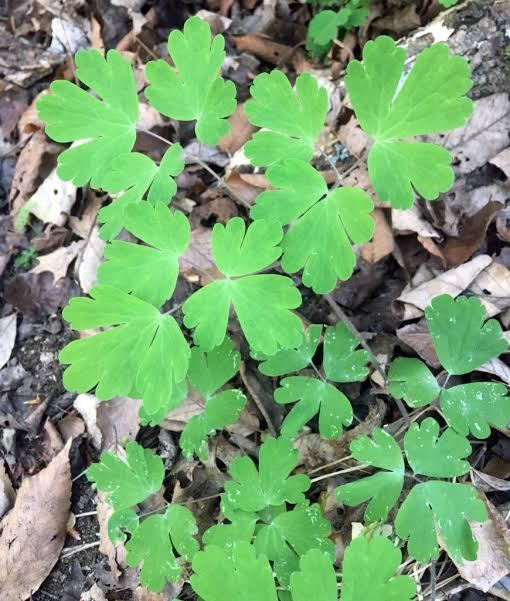 <p>columbine</p>