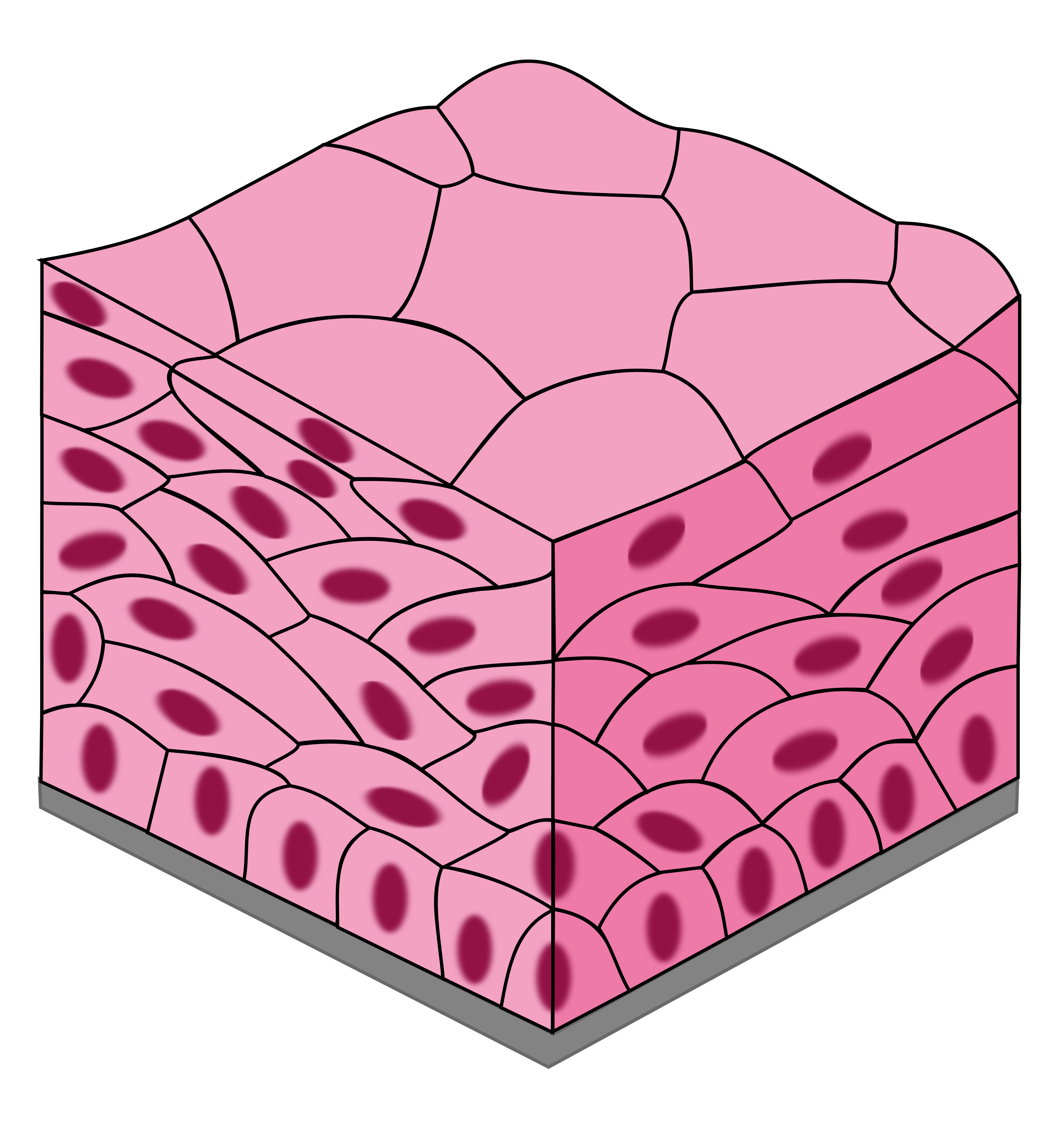 <p>Multilayered, flattened</p><ul><li><p>Located in area of wear and tear (skin)</p></li><li><p>Protects underlying tissues in area subject to abrasions</p></li></ul><p></p>