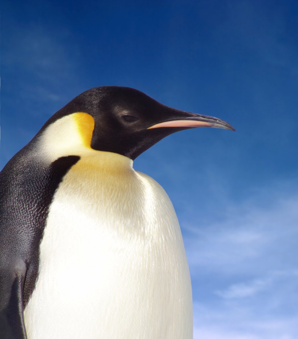 <p>Emperor Penguin</p>