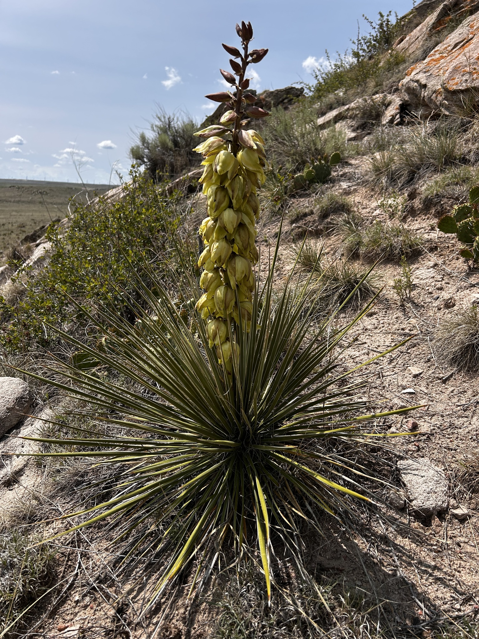 <p>Scientific Name</p>