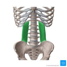 <p>Quadratus Lumborum</p>