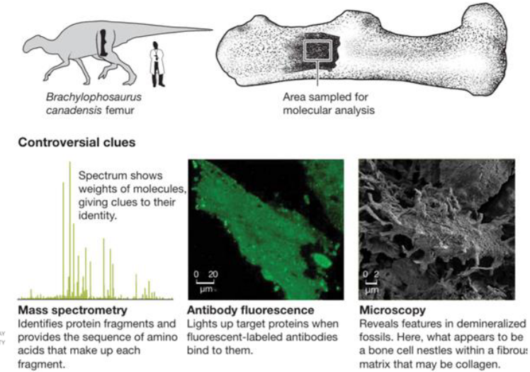 <p>when multiple studies / techniques support the same hypothesis.</p><p>Corroboration is a critical part of theory building.</p>