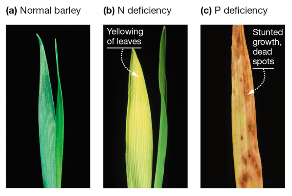 <p>Compare mobile and immobile nutrients and the effect of their deficiencies.</p>
