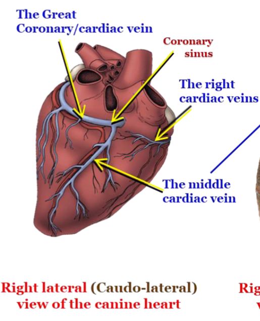 <p>Venous return/drainage </p><p>Major Venous drainage from the heart</p><p>coronary sinus is the terminal dilated part</p><p>Opens into the right atrium</p>