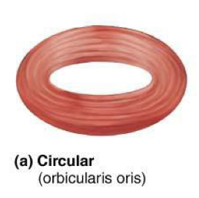 <p>Form rings around body openings → ex: obicularis oris</p>