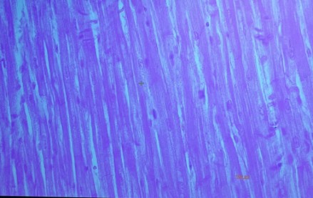 <p>What is the name, location and function of this</p>