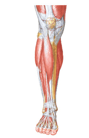 <p><span>Extensor Digitorum Longus </span>(Origin, insertion, innervation, action)</p>