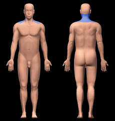 <p>neck region</p>