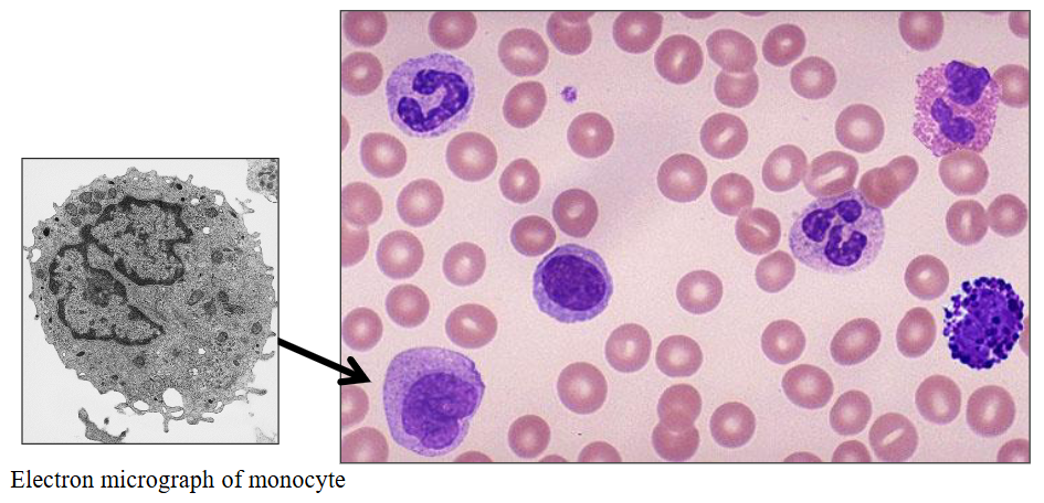 <p>d) Monocytes</p>