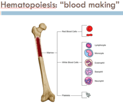 <p>- Bone marrow (red)</p>