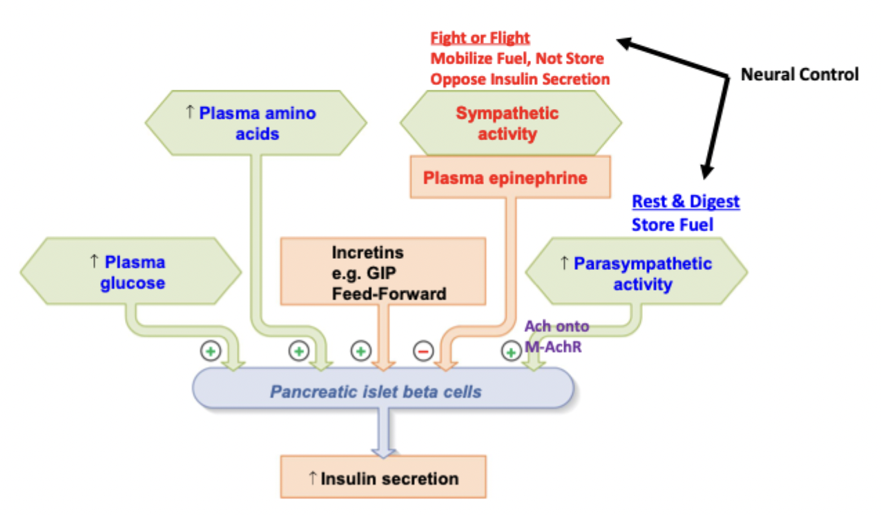 <p>Sympathetic → mobilizes fuel, opposes insulin secretion → releases epinephrine → inhibits pancreatic islet beta cells → decrease insulin secretion</p><p>Parasympathetic → stores fuel → ACh onto M-AchR → increases pancreatic islet beta cell secretion → increase insulin secretion</p>