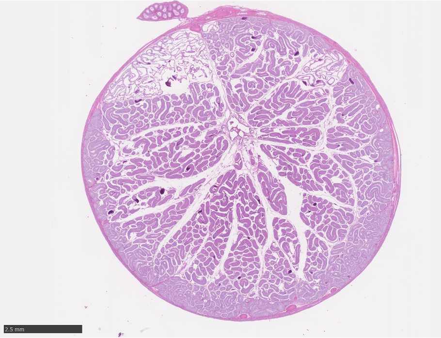 <p>Identify what is shown in the following image:</p>