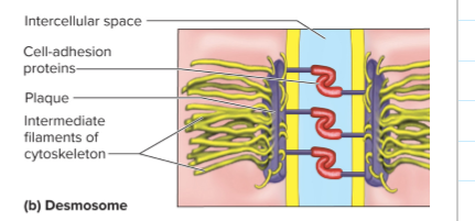 <p><span>What are desmosomes?</span></p>