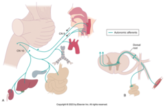 <p>Glossopharyngeal (CN IX)</p><p>Vagus (X)</p>