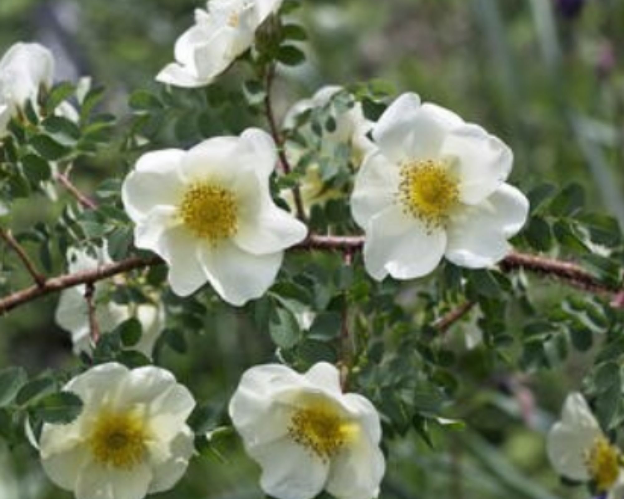 <p>Klasa <strong>RHAMNO-PRUNETEA</strong></p>