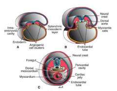 <p>signals from underlying endoderm cause a subpopulation of cells within first heart field form a pair of lateral endocardial tubes</p>