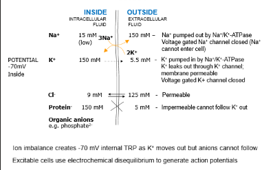 <p>Neurones release neurotransmitters across the synapse </p><p>Transmission through the movement of charged ions across the cell membrane</p><p></p><p>Transmembrane Resting Potential = -70mV</p><p>This is the electrical gradient between Extra 7 Intracellular fluid </p><p></p>