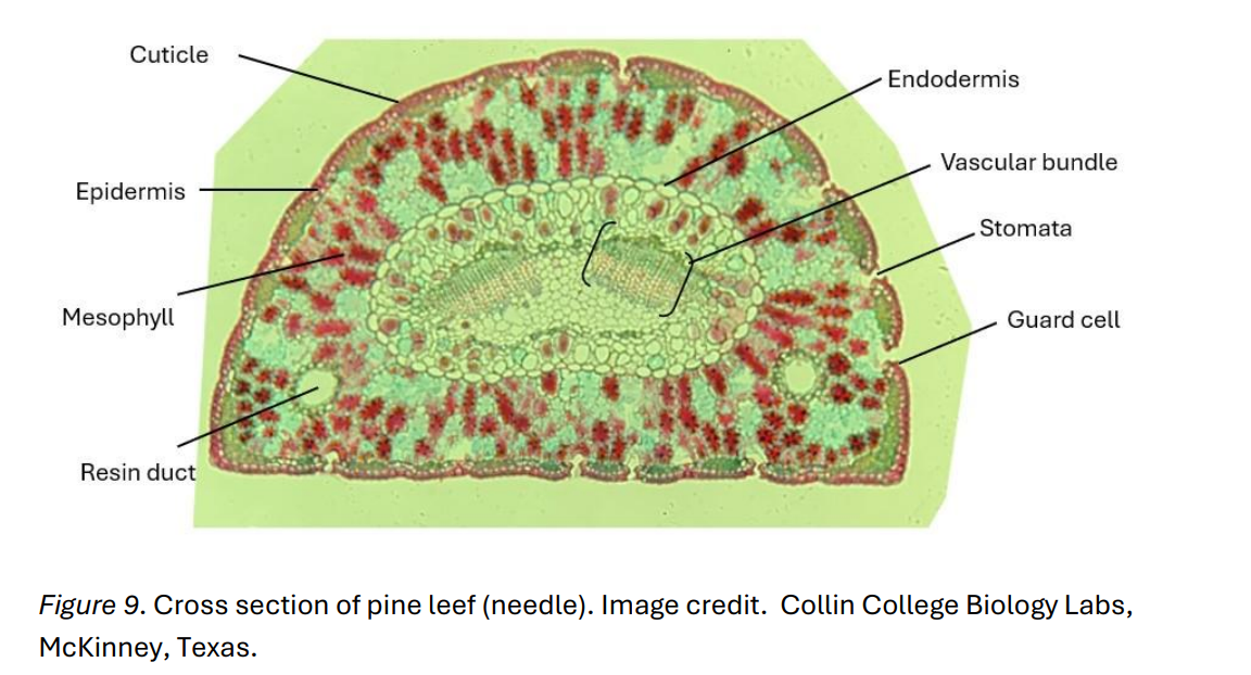 <p>Pine Needle Cross-Section; Draw and label:</p><ul><li><p>cuticle </p></li><li><p>epidermis</p></li><li><p>stomata</p></li><li><p>mesophyll</p></li><li><p>resin duct</p></li><li><p>endodermis</p></li><li><p>vascular bundle</p></li></ul><p></p>