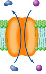 <p>- A membrane transport process that carries one substance in one direction and another in the opposite direction.</p>