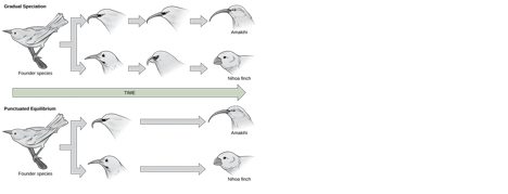 <p>Where species diverge gradually over time in small steps</p>