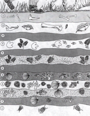 <p>The fossils and their locations in the sedimentary layers of the Earth's crust, which provide information about things that lived in the distant past.</p>
