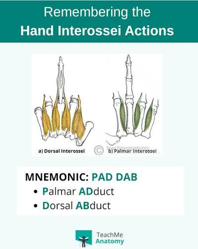 <ul><li><p>function: </p></li></ul><p>Dorsal= abducts fingers 2-5; flexes MP joints of fingers 2-5; extends DIP joints of fingers 2-5</p><p>Palmar= adducts fingers 2-5; flexes MP joints of fingers 2-5; extends PIP joint; extends DIP joints of fingers 2-5</p><p></p><ul><li><p>innervation: Ulnar nerve (C8-T1)</p></li></ul><p></p>