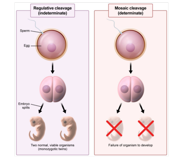 <p><strong>(Indeterminate)</strong></p><p>blastomeres are <strong>totipotent</strong>, do not have<strong> pre-determined fate</strong> (ex: deuterostomes)</p>