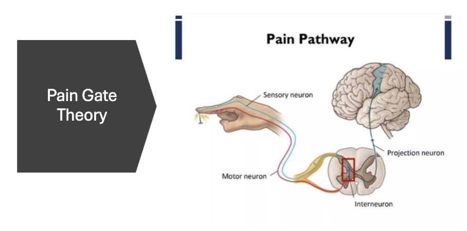 <p>the pain gate theory</p>