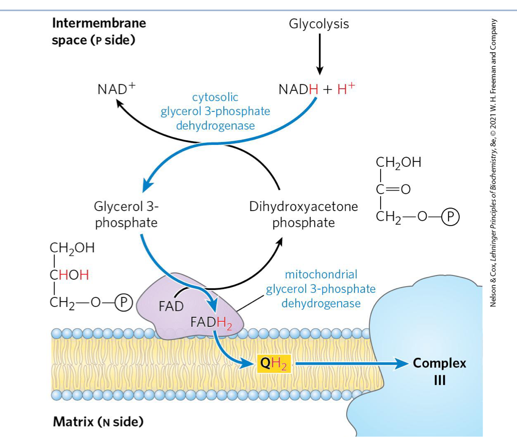 <ul><li><p>occurs in skeletal muscle and brain </p></li></ul><ol><li><p>cytosolic glycerol-3-phosphate dehydrogenase reduces dihydroxyactone phosphate (DHAP) to glyercol-3-phosphate oxidzing NADH → NAD + </p><ol><li><p>glyercol-3-phosphate is carrying the e-</p></li></ol></li><li><p>mitochondiral glycerol-3-phosphate dehydrogenase (bound to IMM) oxidizes glycerol-3-phosphate back to DHAP in the process transferring 2e- to FAD → FADH2 </p></li><li><p>FADH2 passes 2e- to Q reducing it to QH2 </p><ol><li><p>QH2 → CII </p></li><li><p>this is similar to CII </p></li><li><p>e- by pass CI entering as FADH2 </p><ol><li><p>therefore, use FADH2 p: o value) </p></li></ol></li></ol></li></ol><p></p>