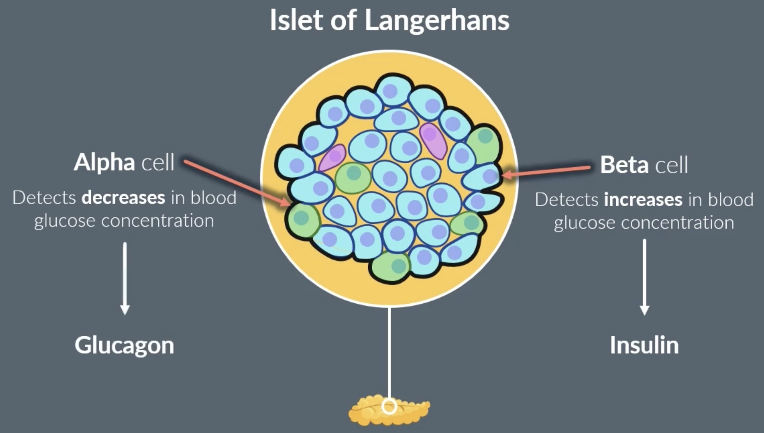 <p>pancreas contains a clump of cells called islet of langerhans. </p><p>islet of langerhans contains alpha and beta cells</p><p>-alpha cells: detect a decrease in blood glucose concentration and release glucagon. when blood glucose concentration returns to optimum alpha cells stop releasing glucagon</p><p>-beta cells: detect an increase in blood glucose concentration and release insulin. when blood glucose concentration returns to optimum beta cells stop releasing insulin</p>