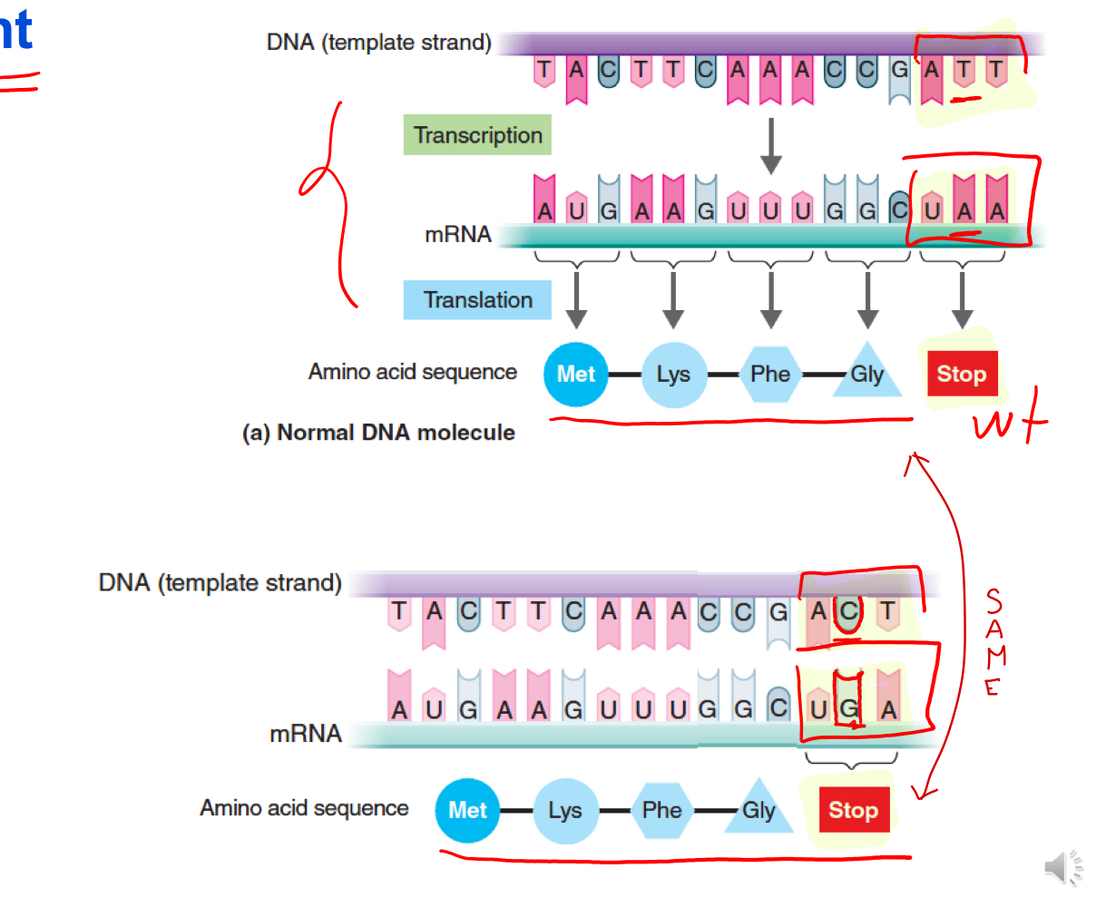 <p>What type of mutation is depicted ?</p>