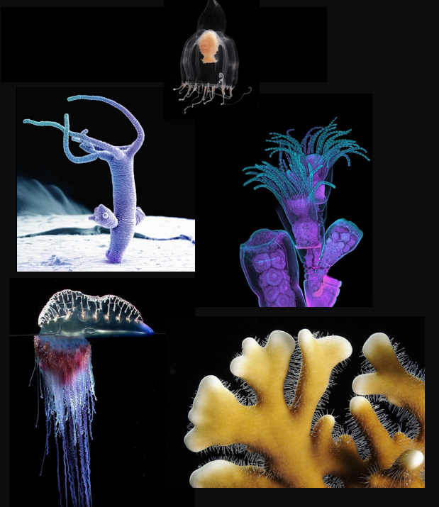 <p>Which phylum and class is this?</p>