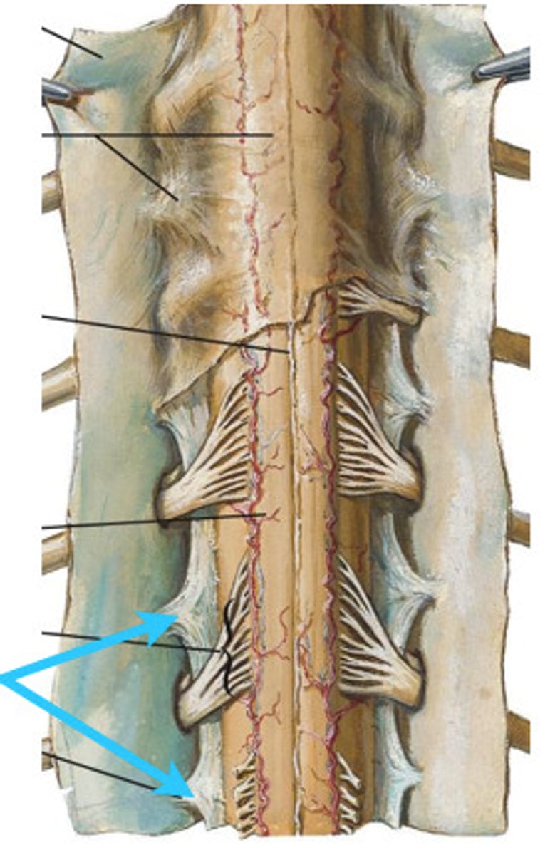 <p>Denticulate ligament</p>