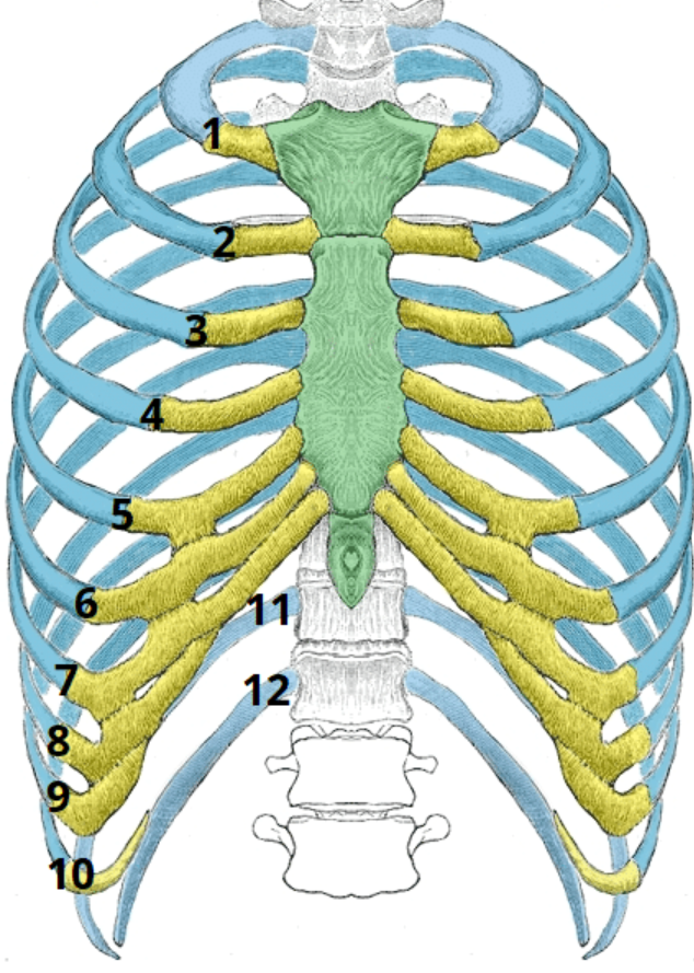 <p>Identify the bone highlighted in green.</p>