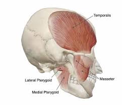 <p>Temporal </p><p>Masseter</p><p>Pterygoid</p>