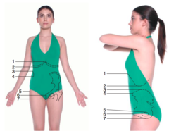 <p>For use when locating stomach and gallbladder</p>