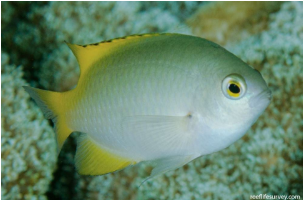 <p>Pomacentrus lepidogenys</p>