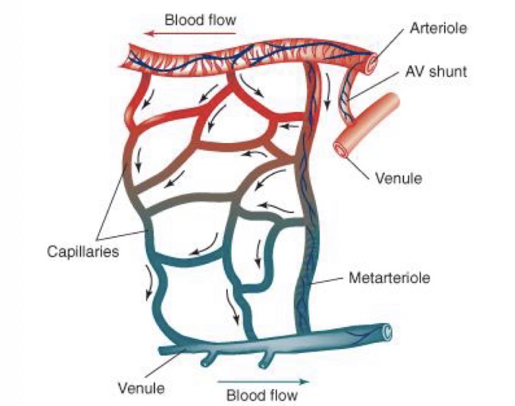 <p>In the micro circulatory/ capillary system</p>