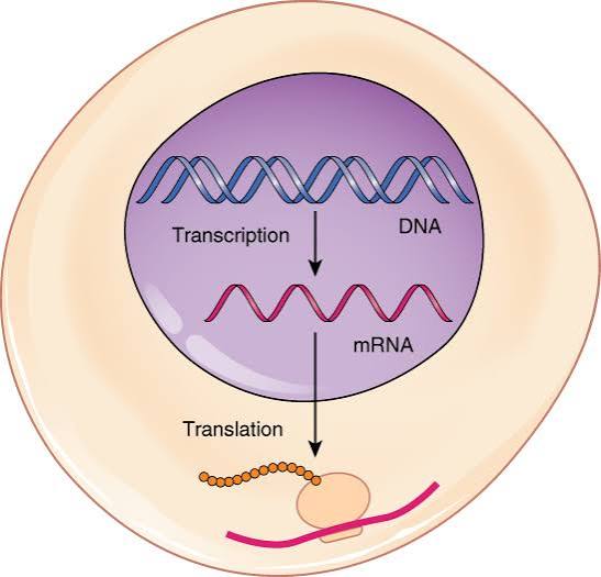 <p>When: after transcription, during G1 and G2 phases of the cell cycle</p><p>Where: in the cytoplasm on ribosomes.</p>