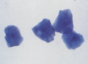 <p>what cell is this</p>