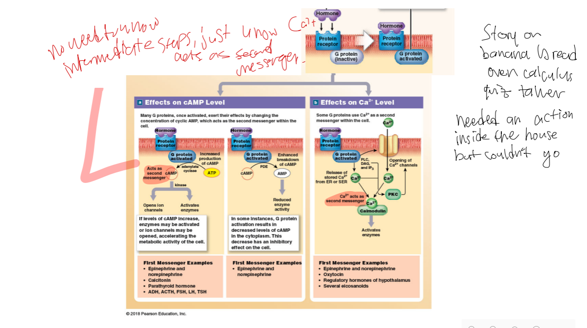<ol><li><p>Move freely through the bloodstream. Go right into the plasma, dissolve, and meet their target that way.</p></li><li><p>Cannot cross membrane, so they bind to G-protein coupled receptor in membrane.</p><ol><li><p>2nd messengers appear like <u>cAMP or Ca2+</u></p></li></ol></li><li><p>Rapidly removed from blood (usually from urine)</p></li></ol><p>Remember that Ca2+ acts as a second messenger</p>