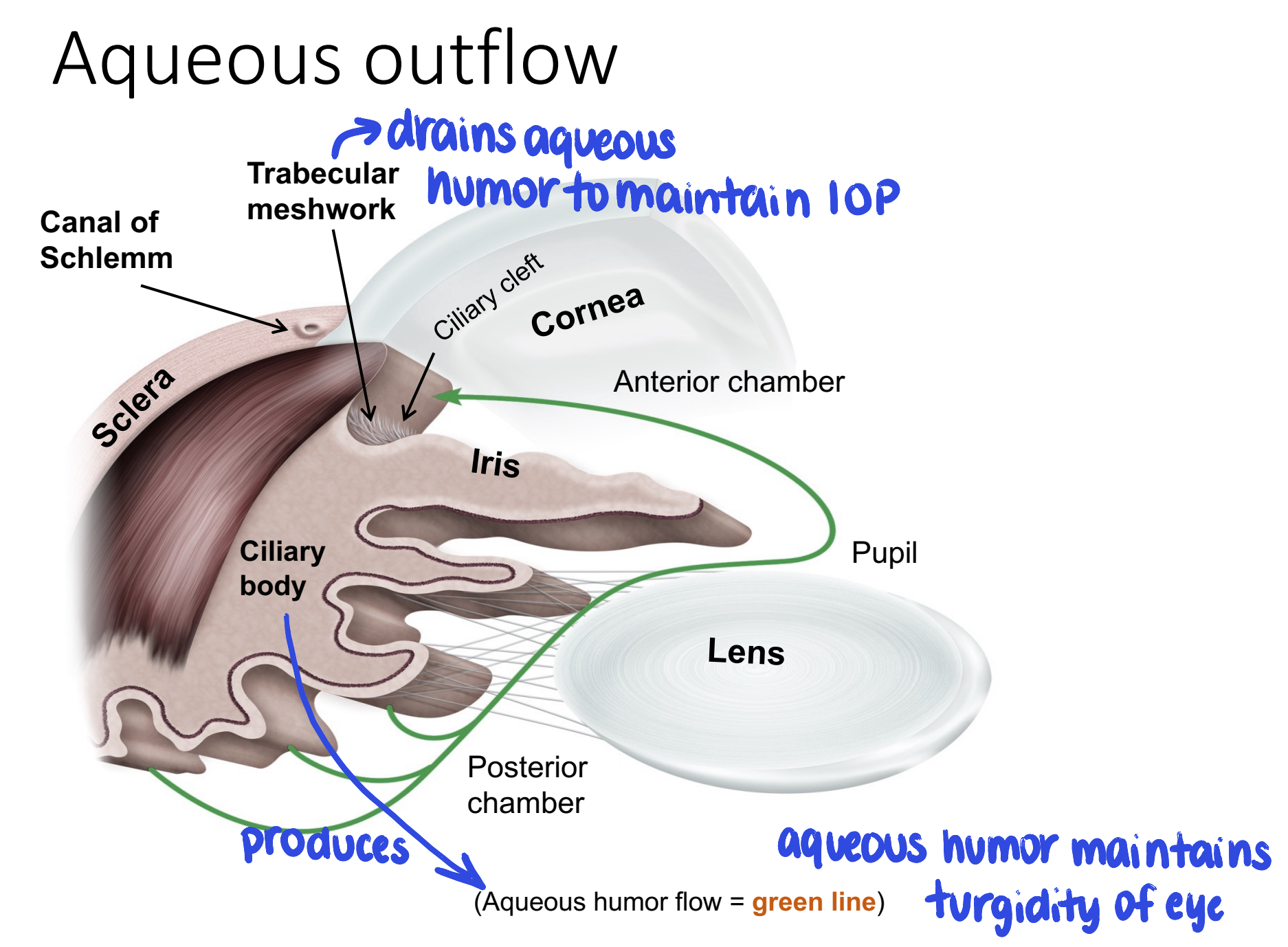 <ul><li><p>aqueous humor is produced by the <strong>ciliary body</strong></p></li><li><p>drains out of <strong>trabecular meshwork</strong></p></li></ul><p></p>