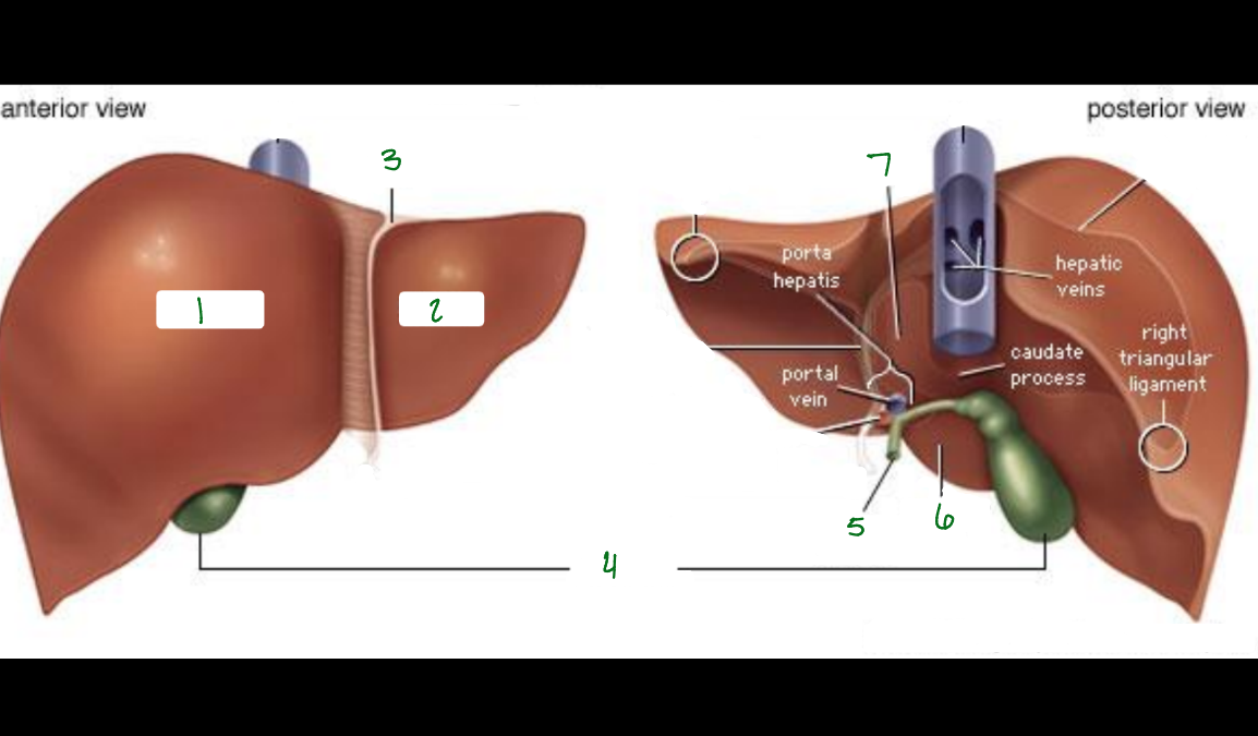 <p>What is 2 pointing to?</p>