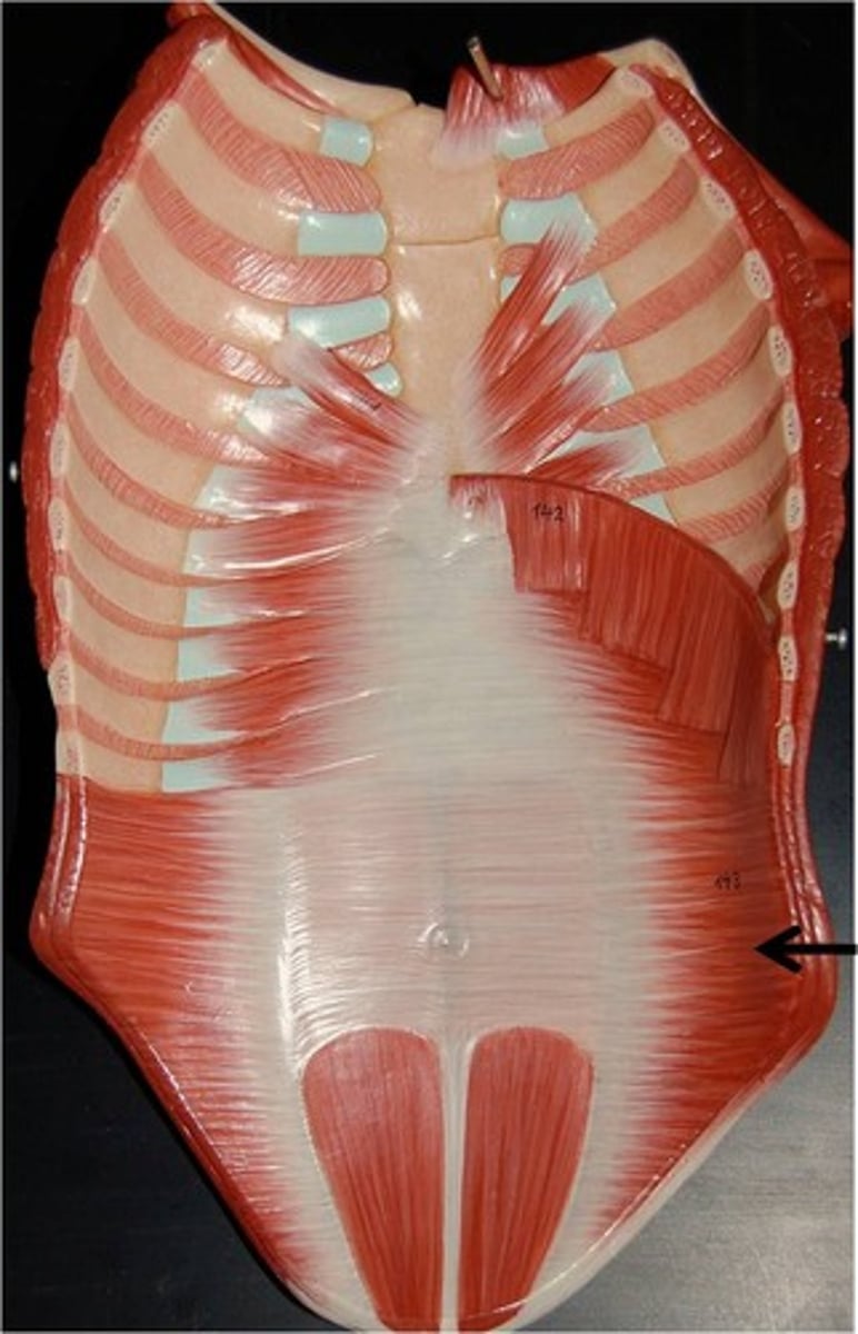 <p>Constricts abdomen and supports abdominal viscera</p>